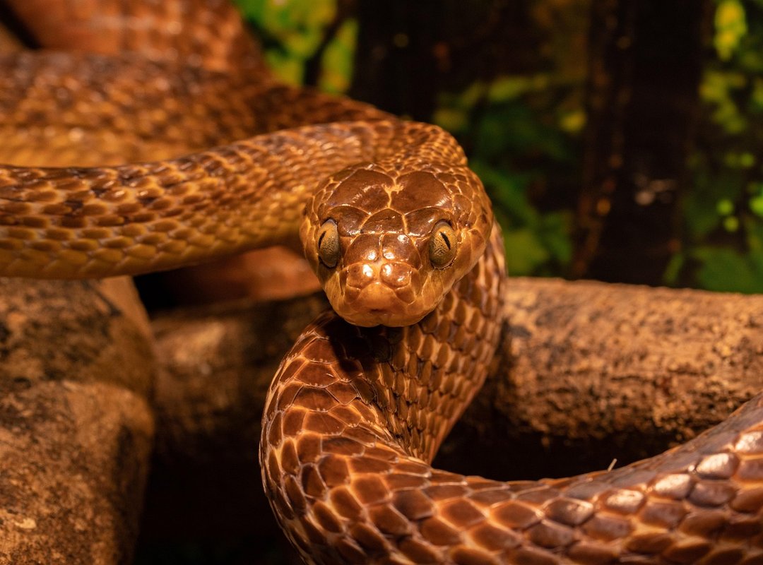 What It Means to Find Snake Droppings in Your Yard
