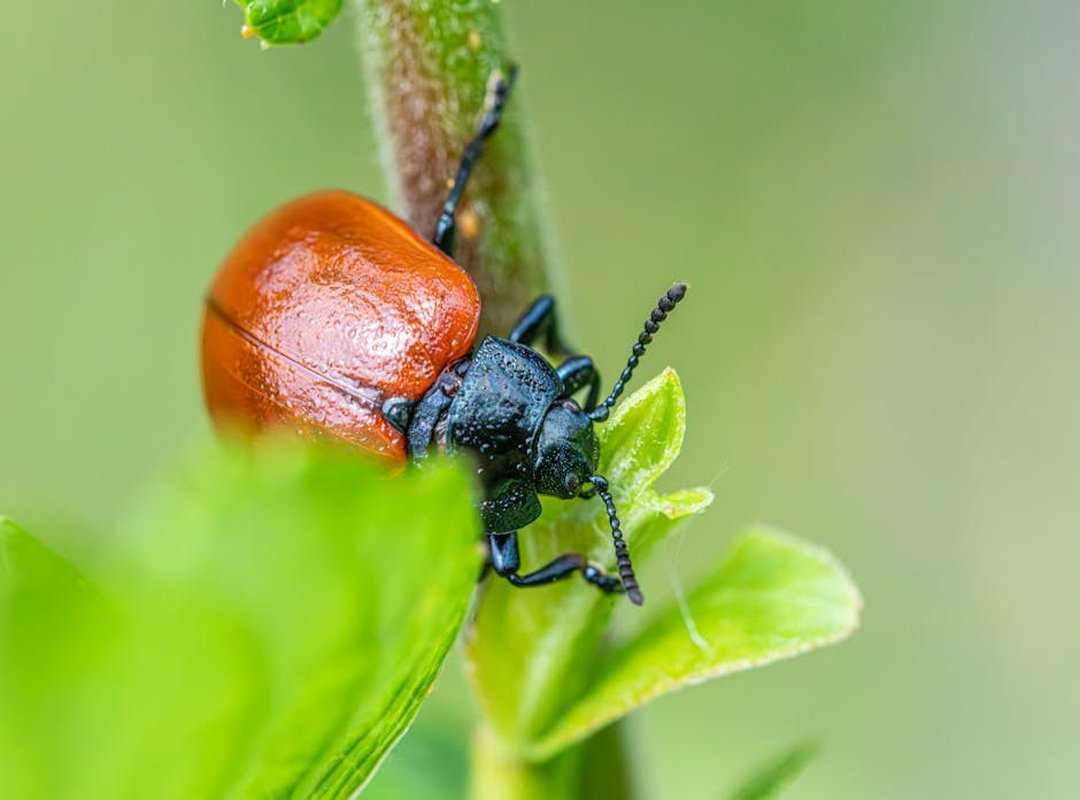 carbon footprint gardening