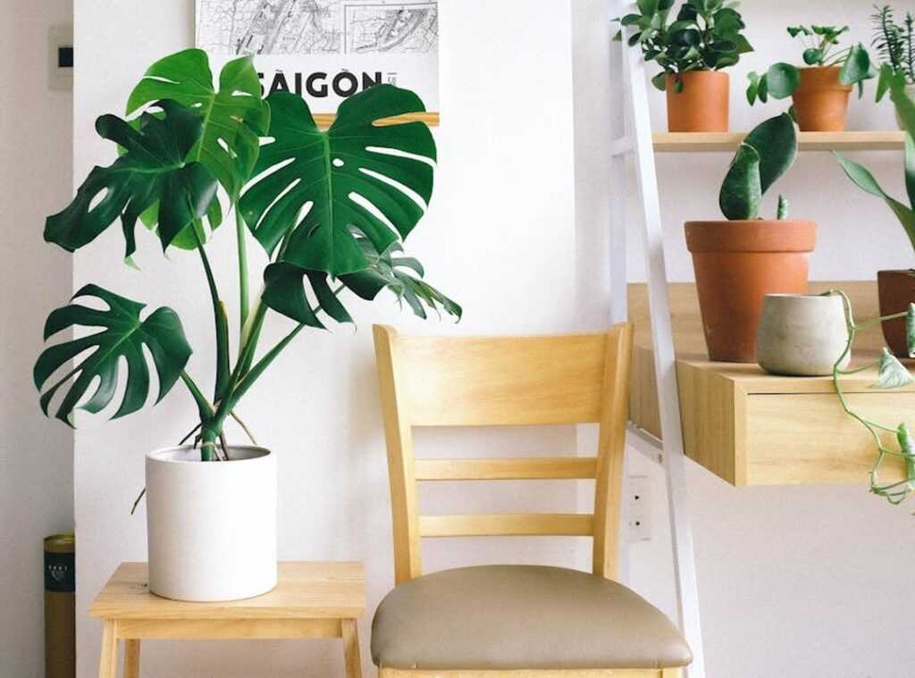 indoor plant designs