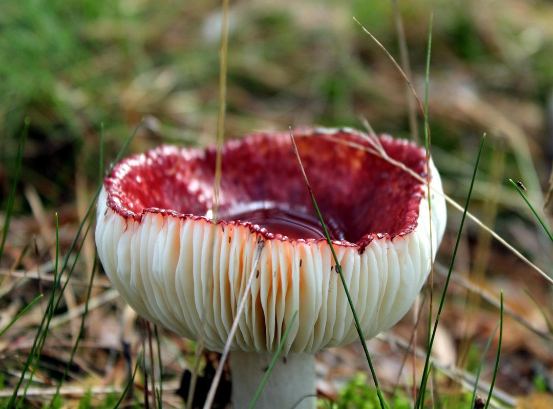 How to Avoid Toxic PNGs in Life Gacha