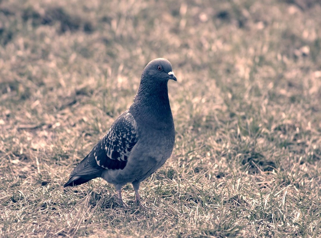 Related Phrases and How They Differ