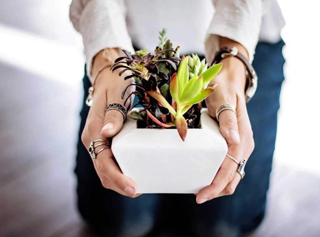 plant care guide