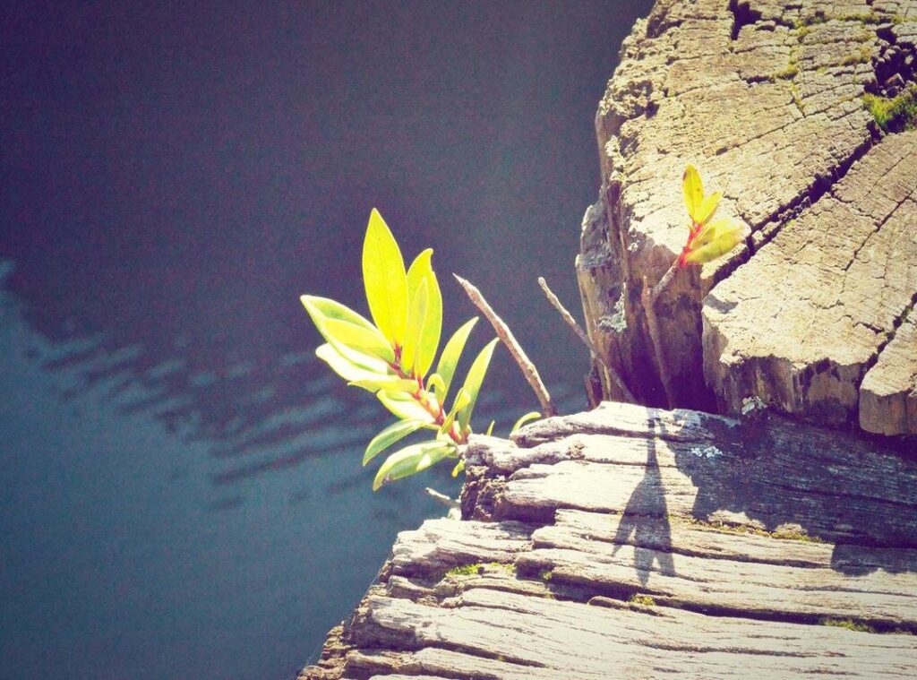 xxv xxviii, xxix xxvii xxiv, xxv